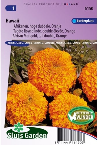 Tagète Rose d'Inde double élevée Hawaii - Tagetes