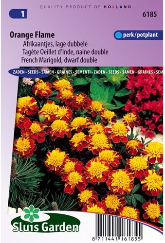 Tagète Oeillet d´Inde naine double Orange Flame - Tagetes