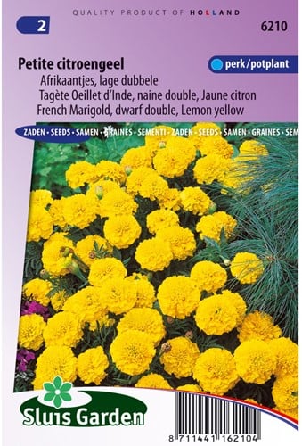 Tagète Oeillet d´Inde naine double Petite Jaune citron - Tagetes