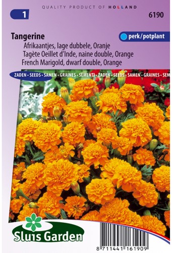 Tagète Oeillet d´Inde naine double Tangerine - Tagetes