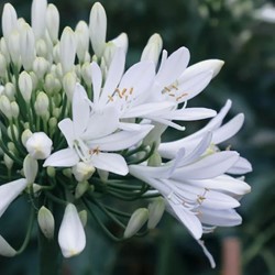 Agapanthus africanus Alba - Kaapse lelie in Pot
