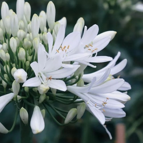 Agapanthus africanus Alba - Kaapse lelie in Pot