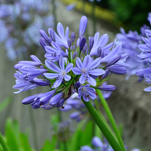 Agapanthe Bleu