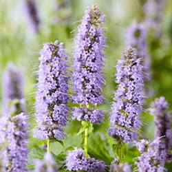 Agastache « Blue Fortune » (Pack de Six)