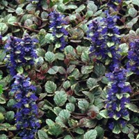 Bugle rampant Burgundy Glow - Aguja Reptans