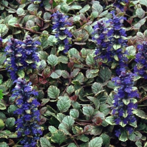 Bugle rampant Burgundy Glow - Aguja Reptans