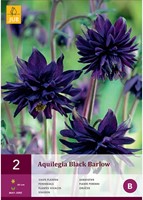 Ancolie Black Barlow - Aquilegia-2