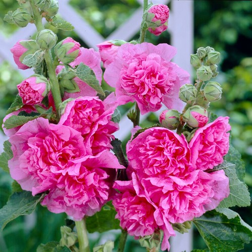 Rose trémière Rose - Alcea rosea Chater's double pink