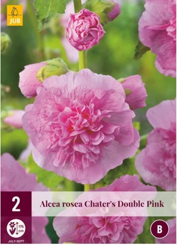 Rose trémière Rose - Alcea rosea Chater's double pink-2