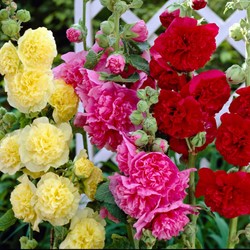 Rose Trémière en Mélange - Alcea rosea (Pack de Six)