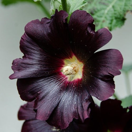 Alcea rosea Nigra - Rose Trémière