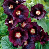 Rose Trémière Noir - Alcea rosea