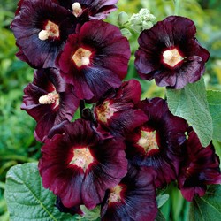 Rose Trémière Noir - Alcea rosea