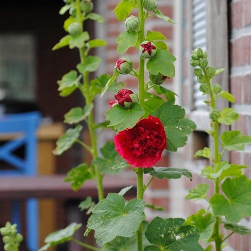 Rose trémière Rouge