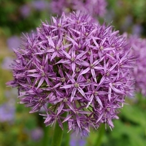 Allium Aflatunense (En Vrac)
