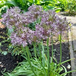 Allium Albopilosum Christophii