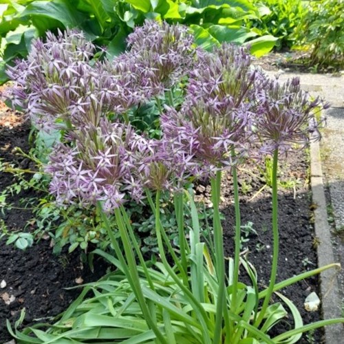 Allium Albopilosum Christophii