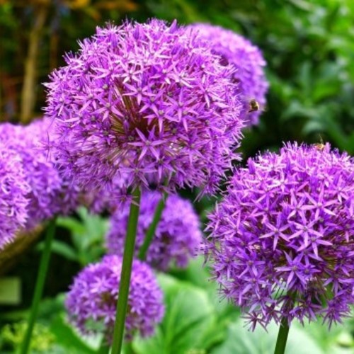 Allium Giganteum - Ail d'Ornement
