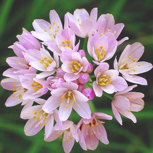 Allium Roseum