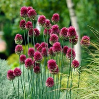 Allium Sphaerocephalum