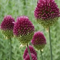 Allium Sphaerocephalum