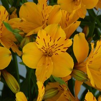 Alstroemeria Lutea – Lis des Incas