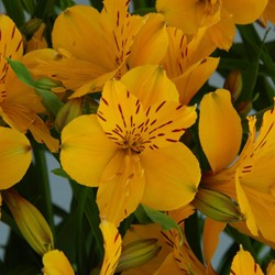 Alstroemeria Lutea – Lis des Incas