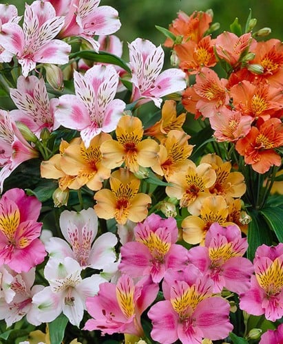 Alstroemeria Mélange