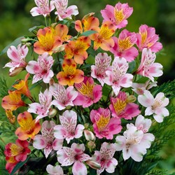 Alstroemeria mélange - Lis des Incas mix
