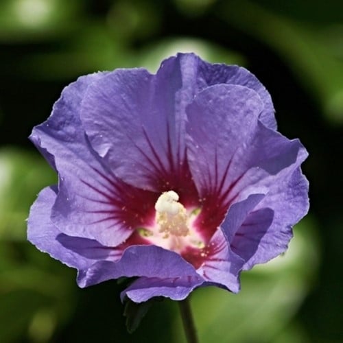 Althea Oiseau Bleu - Hibiscus