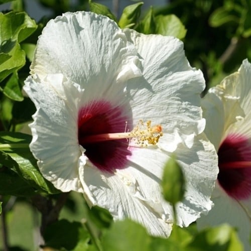 Althea Red Heart - Hibiscus