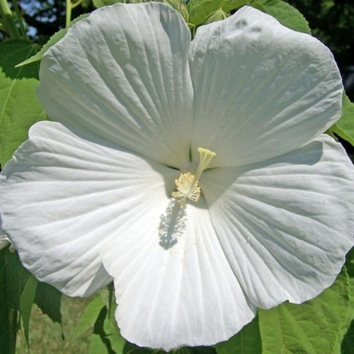 Althea William R. Smith - Hibiscus