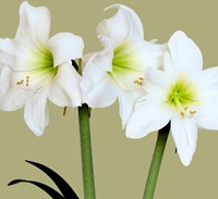 Amaryllis Blanc