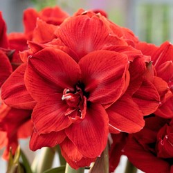 Amaryllis à double fleur Rouge - Hippeastrum
