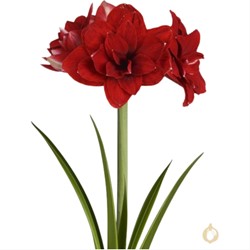 Amaryllis à double fleur Rouge - Hippeastrum