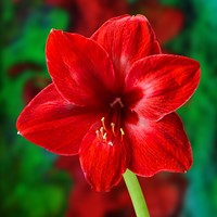 Amaryllis Rouge - Hippeastrum