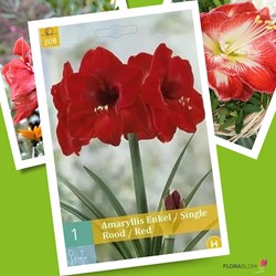 Amaryllis Rouge - Hippeastrum