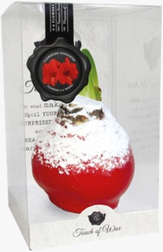 Cire Amaryllis Neige Rouge