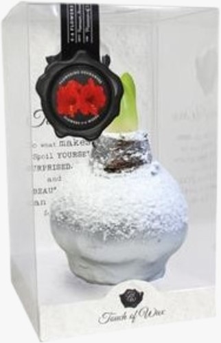 Amaryllis Cire Neige Argent