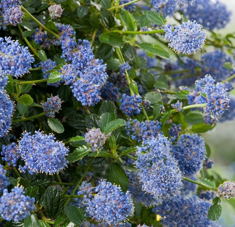 Amerikaanse Sering (Ceanothus Thyrsiflorus Repens) 30 cm