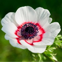Anemoon Bicolor - Anemone coronaria