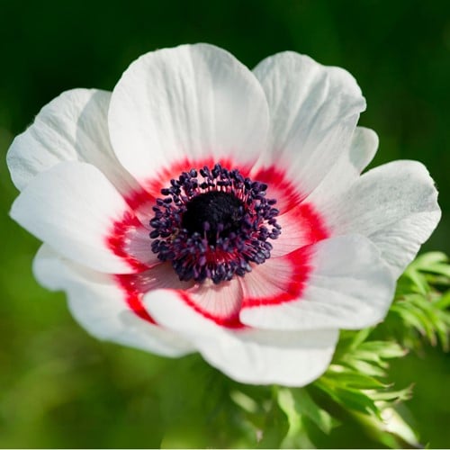 Anémone Bicolor - Anemone coronaria