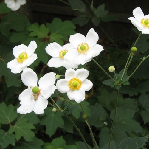Anemone hybrida « Honorine Jobert » (Pack de Six)