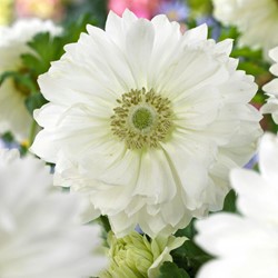 Anemoon Mount Everest - Anemone coronaria