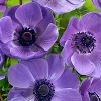 Anémone couronnée Mr. Fokker - Anemone coronaria