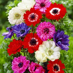 Anemoon St. Brigid Mix - Anemone coronaria
