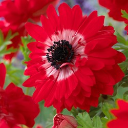 Anemoon The Governor - Anemone coronaria