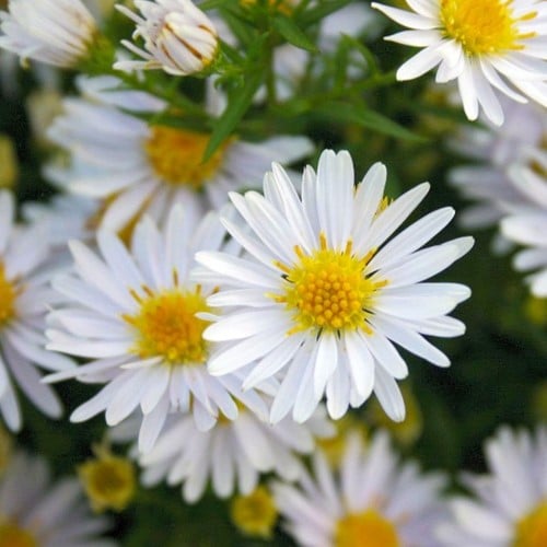 Aster dumosus Apollo - Aster nain