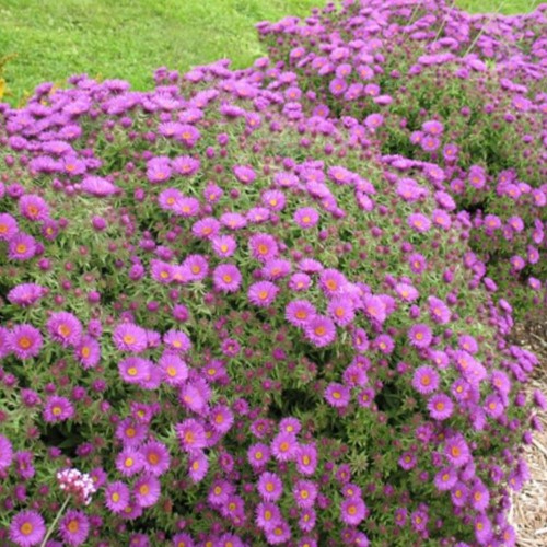 Aster Herbstgruss von Bresserhof – Aster dumosus
