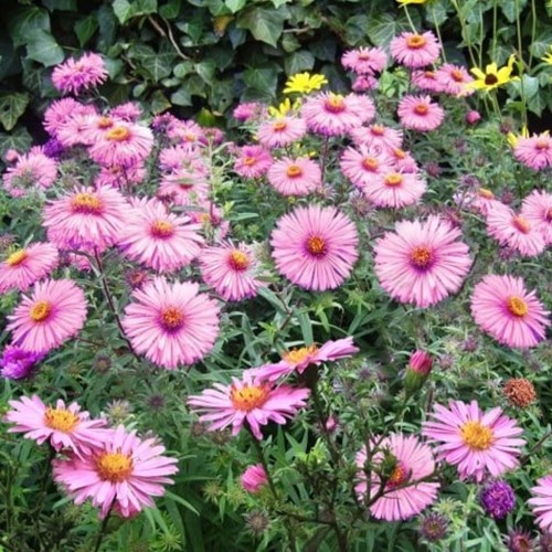 Aster dumosus Jenny